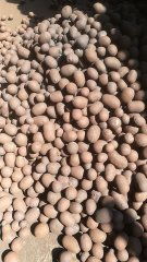 湖南長(zhǎng)沙黏土陶粒廠價(jià) 長(zhǎng)沙回填陶粒直銷