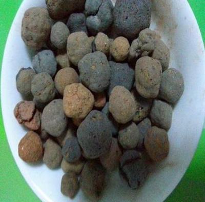 養殖君子蘭、酒瓶蘭,土壤埋點&ldquo;它&rdquo;,根系和葉片蹭蹭長